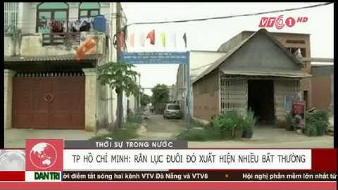 Rắn Lục Đuôi Đỏ Xuất Hiện Nhiều Bất Thường Tại Tp Hồ Chí Minh