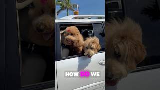 How we start our day in Cocoa Beach Florida with a buzz Honeybear from Juice n Java #beachlife Wealth