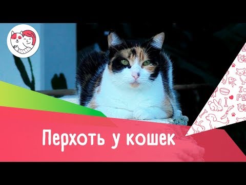 5 причин перхоти у кошек