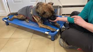Muzzle Conditioning Process