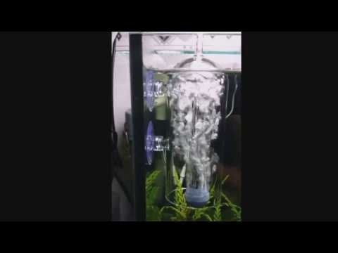 Video Bộ thủy tinh hòa tan oxy chống văng giá rẻ -... - youtube