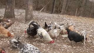 Icelandic chickens getting a treat by MackHillFarm 1,254 views 7 years ago 31 seconds