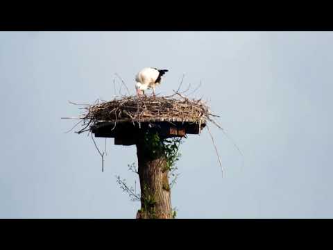 Storch beim Frühstücken in seinem Storchenhorst im NSG Blutwiese (2019)