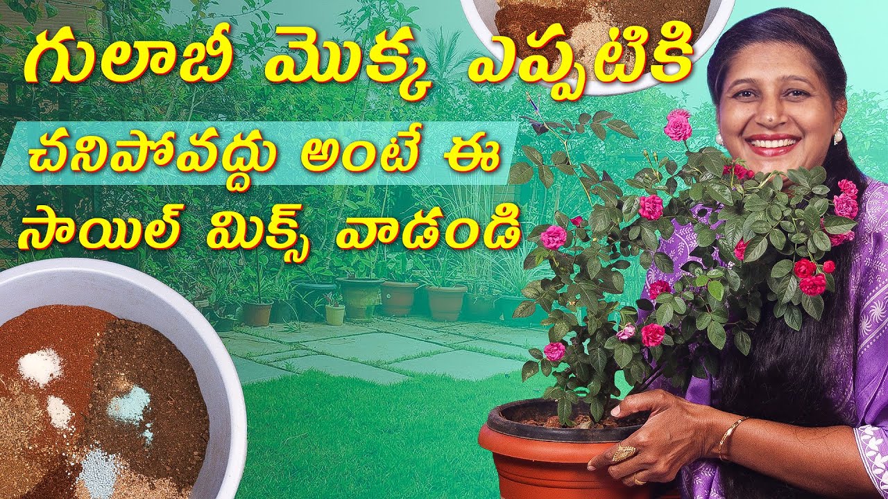 🔴Best Soil Mix for Growing Healthy Roses | Rose Plant Care Tips