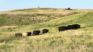 Reata Brings some Heifers Home by Dagley Ranch 983 views 7 months ago 1 minute, 45 seconds