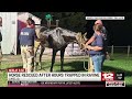 Horse rescued after hours trapped in a ravine