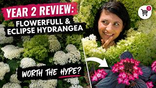 Year 2 Review: FlowerFull and Eclipse Hydrangea + another impulse hydrangea buy...worth the hype?