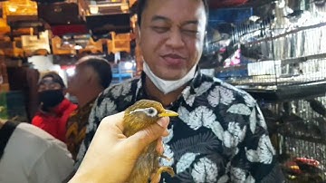 READY TERBARU KIOS EDIE JOVANIS LANCAR JAYA