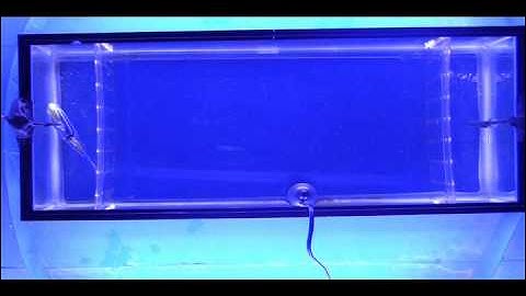 Zebrafish response to robotic fish (2)