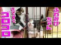保護したふわみけちゃん、来てすぐにゴロゴロ言う。うちに馴染むのが早かったね