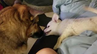 Eskie puppy and German Shepherd become friends