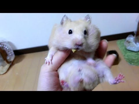 a-hamster-that-will-look-like-an-animation!【funny-&-cute-hamster-make-your-feel-at-ease】