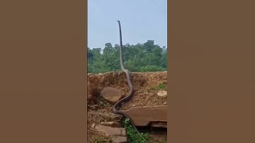 Rắn Hổ Mây khổng lồ bắt chim