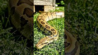 An 8-Foot Python Was Found in a Family’s Backyard 😳🐍