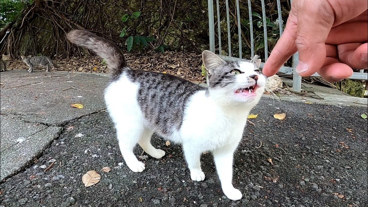 Very Adorable Stray Kitten Approaching Timidly To Get Patted Youtube