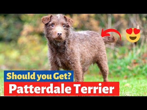 Patterdale Terrier: What Should You Know About This Dog Breed?