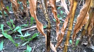 GLH Agronomic Tip of the Week: Anthracnose Stalk Rot by Justin Schneider