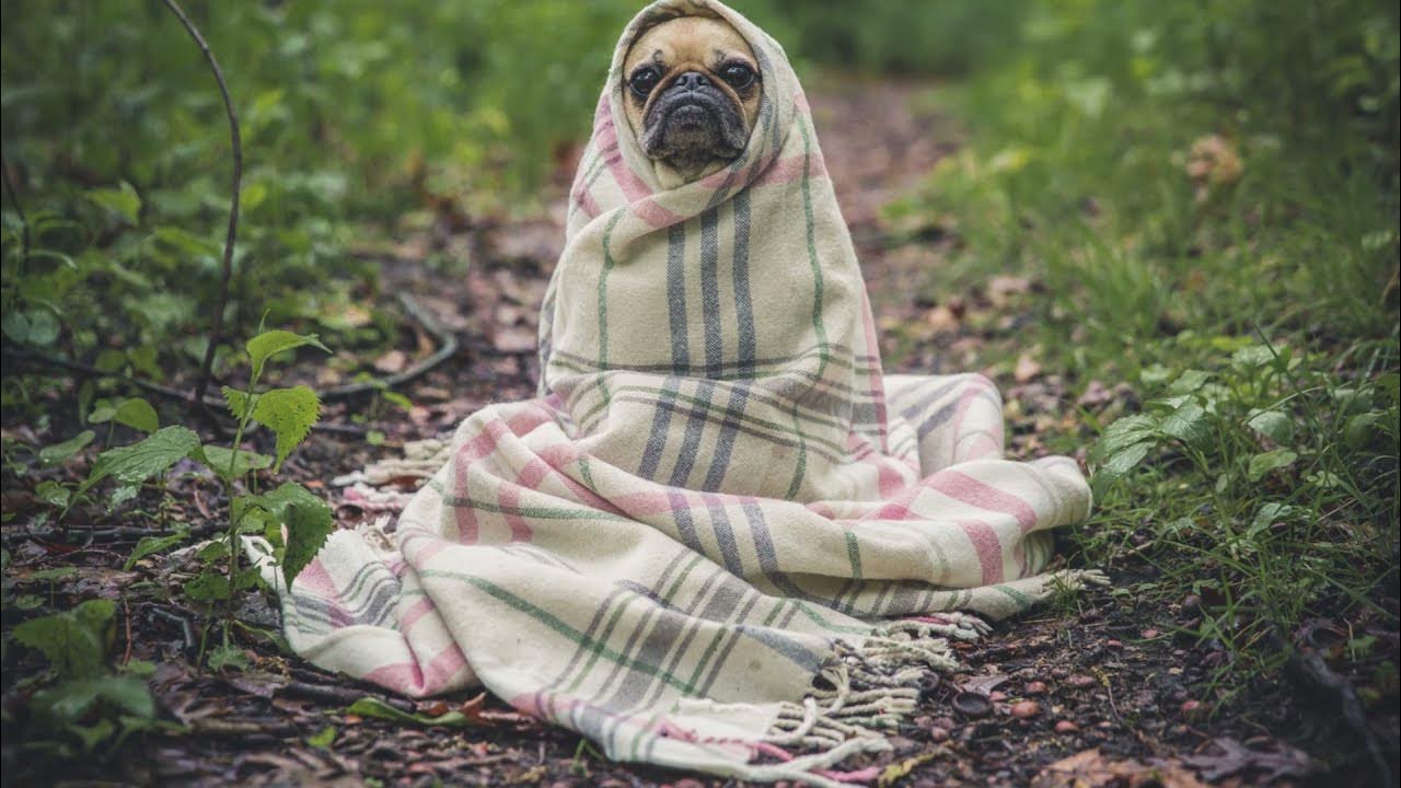 The Blanket Song (Official Song and Lyric Video) YouTube