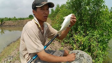 Cấm câu cá thòi lòi và câu cá, món cá tươi nướng ngon tại chỗ của vợ chồng mình.