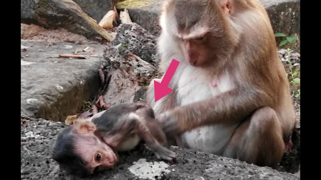 Your Tear Will Fall Down Coz Lori is Getting Love From Ashley Not Amari , Where is Amari? all animals photos