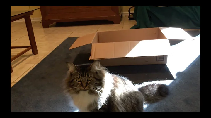 Video 9066341: norwegian forest cat, playful feline, hilarious cat