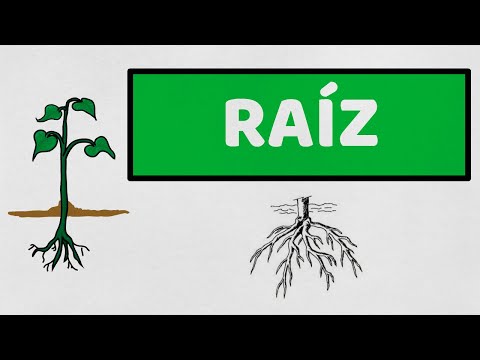 Video: Crecimiento de raíces adventicias: información sobre plantas con raíces adventicias