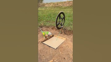 Innovative Technique Parrot Trap #shorts