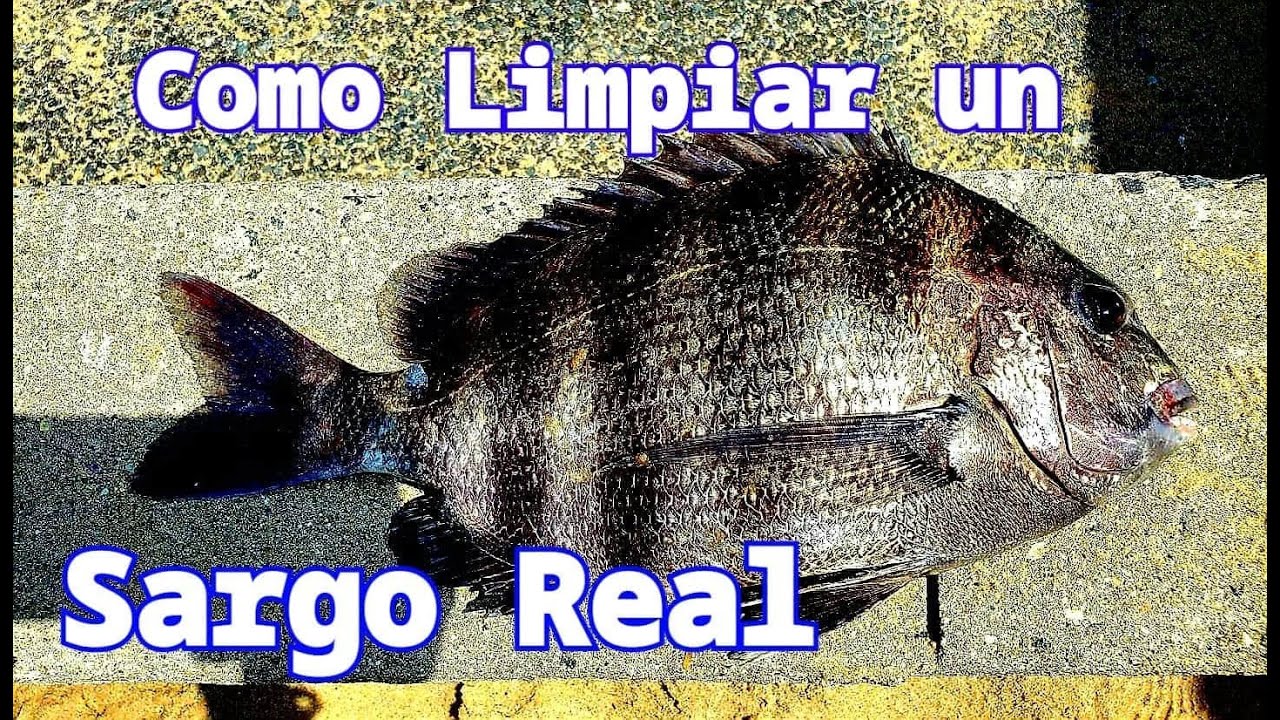 Como Limpiar Sheepshead o Sargo Real