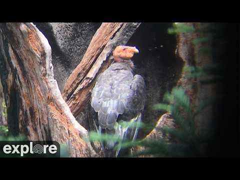 Preview image for LIVE California Condor Nest Cam | explore.org