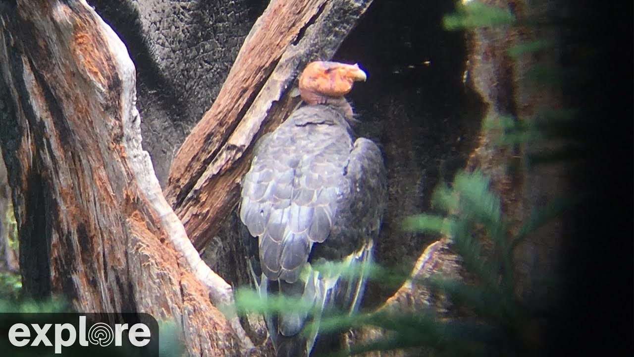 LIVE California Condor Nest Cam | explore.org - YouTube