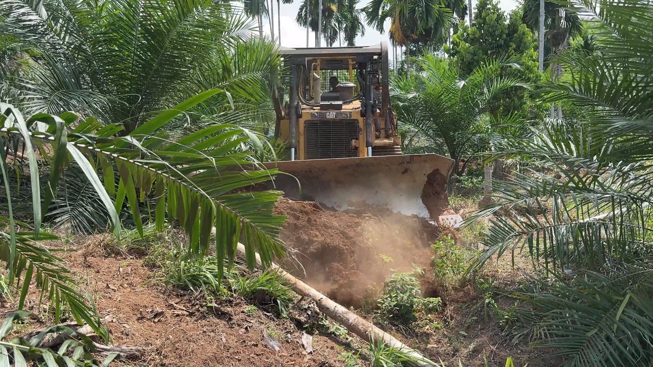 D6R XL Bulldozer Creates New Roads in Palm Oil Plantation Extreme Heavy Equipment Action