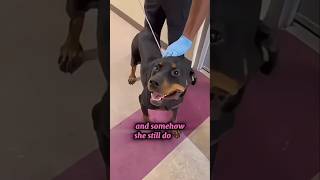 BAYOU How Did This Sweet Girl End Up Here Volunteers ccac gmail com We transport
