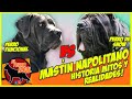 MASTÍN NAPOLITANO HISTORIA MITOS Y REALIDADES