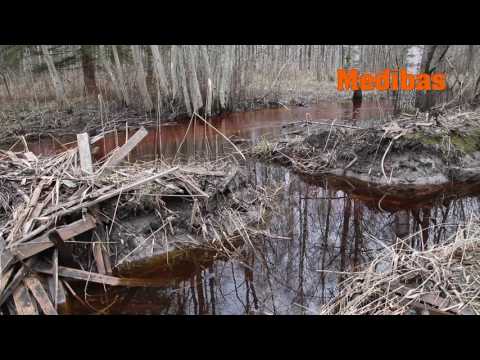 Video: Nevis Restaurācija, Bet Atpūta