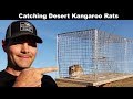 Catching Desert Kangaroo Rats With A Swedish Humane Trap. Mousetrap Monday