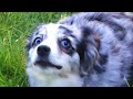 Australian Shepherd — Adorable And Hilarious Videos And Tik Toks Compilation