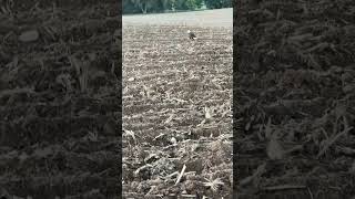 Big bird 