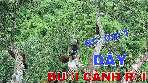 KHAI THÁC CÂY ĐA HƠN 40 TỔ ONG RỪNG # 2 | Phần 3 | Bữa Cơm Muộn Trên Bản Người Mông