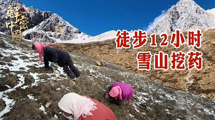 四川贡嘎雪山附近，一户人家每年上山挖草药，徒步12个小时，终于找到大黄、雪茶和天麻【秘境探秘】 - DayDayNews