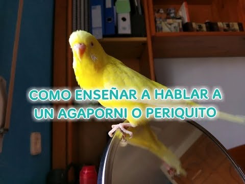 Video: Cómo Enseñar A Hablar A Un Periquito