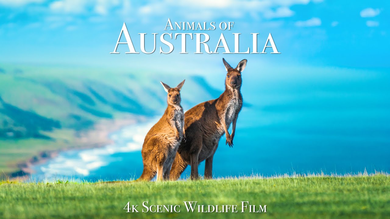 ⁣Animals of Australia 4K - Scenic Wildlife Film With Calming Music