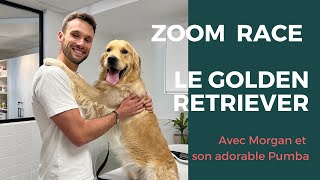 GOLDEN RETRIEVER : 'ZOOM SUR UNE RACE' AVEC MORGAN ET PUMBA !