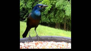 Common grackle is still gorging itself on birdseed 6/8/26