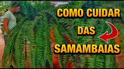 Como devo molhar minha samambaia?