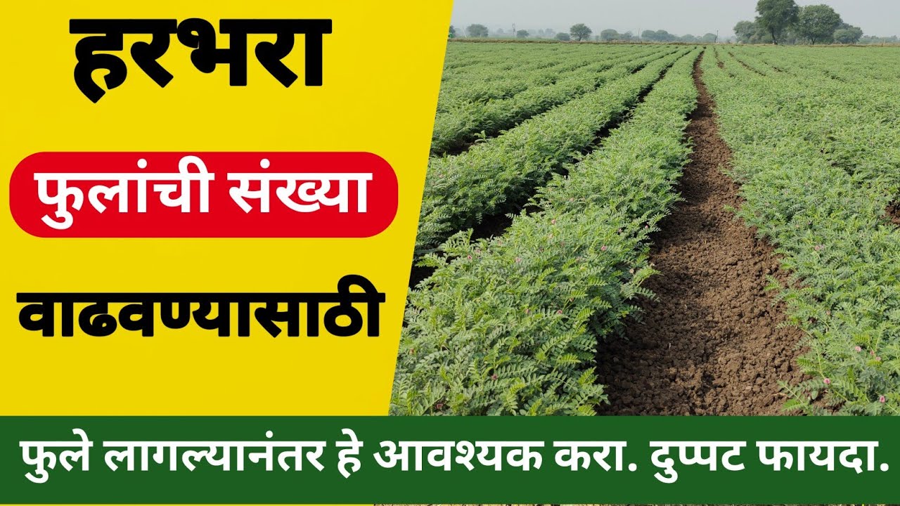 हरभरा फुलांची संख्या वाढवण्यासाठी | harbhara dusri favarni | हरभरा दूसरी फवारणी