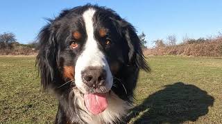 Bernese Mountain Dog goes on a morning walk | Preparation and the walk