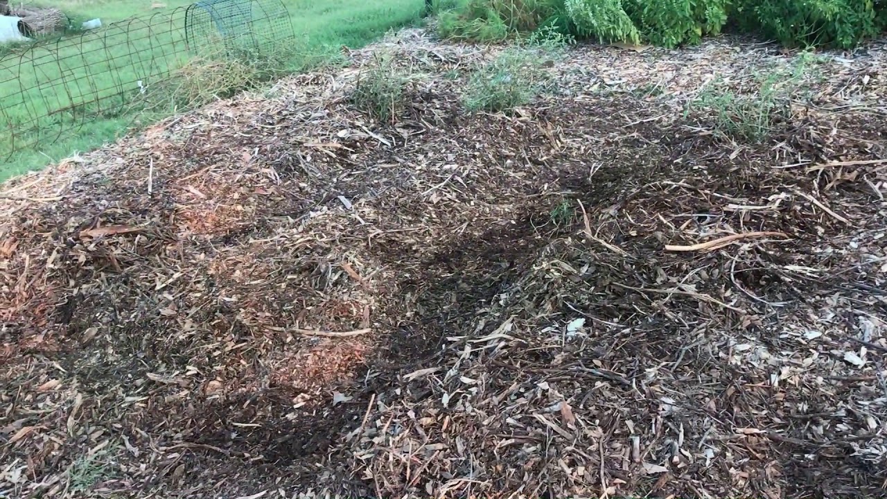 Turn Summer Tomatoes To Fall Savvy Organics Farm YouTube