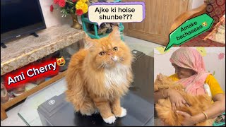 Cherry was so worried today🙀what happened with Cherry?!🙀  #cat #viral #trending #pets #funny 