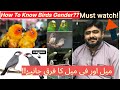 How to identify  male and female in birds  ali bhai birds  cage 