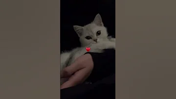اشرقت نفسي بنور من فؤادي اسلاميات حالات واتس ستوريات انستا اشتركو 